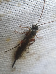 Itoplectis