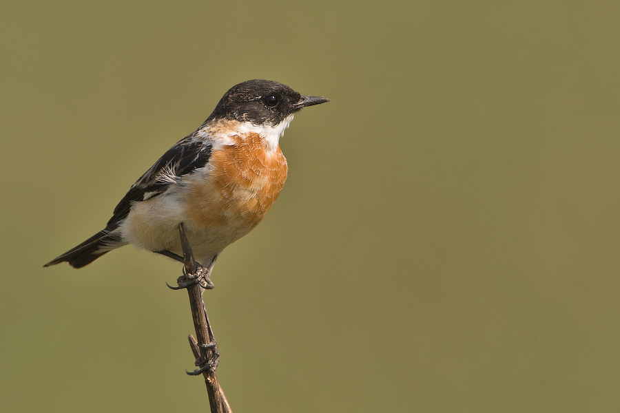 White-throated Bushchat illustration