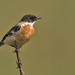 White-throated Bushchat - Photo (c) Subramanya CK, some rights reserved (CC BY-SA)