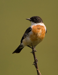 White-Throated Bush Chat photo 2