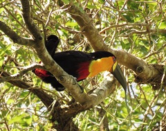 Ramphastos vitellinus