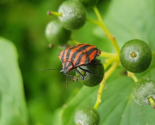 Graphosoma italicum italicum