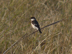 White-Throated Bush Chat photo 3