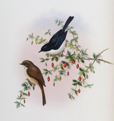 Jerdon's Bush Chat photo 2