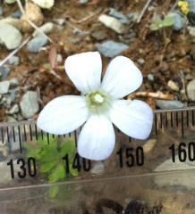 Wahlenbergia albomarginata