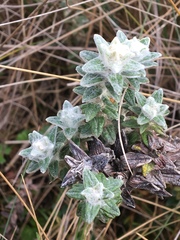 Lasiocephalus ovatus