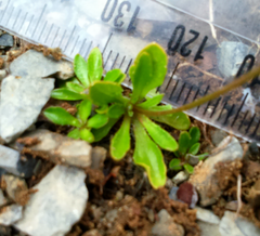 Wahlenbergia albomarginata