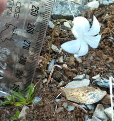 Wahlenbergia albomarginata