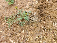 Chrysanthellum indicum image