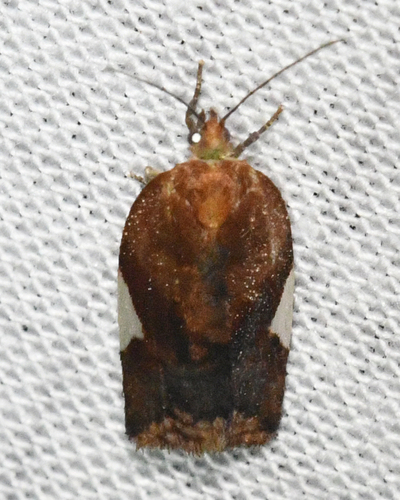 White Triangle Tortrix photo 3
