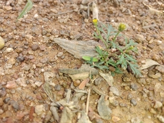 Chrysanthellum indicum image