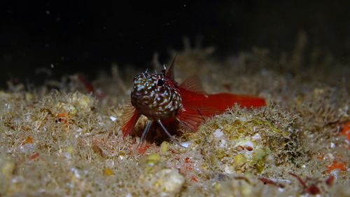 Black-tailed triplefin (Tripterygion melanurum) — Tripterygiidae — 3