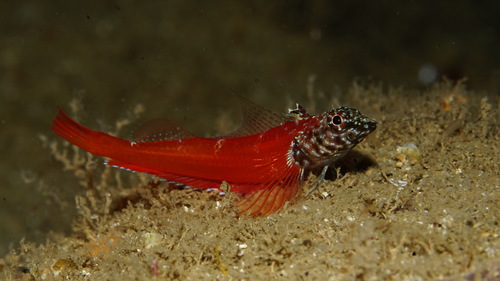 Small Triplefin Blenny, photo 3 of 8