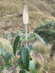 Gynoxys acostae - Photo (c) W. Chris Funk, algunos derechos reservados (CC BY-NC), subido por W. Chris Funk