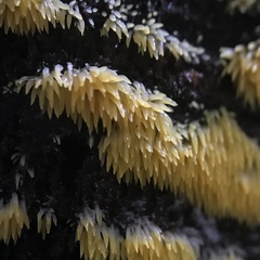 Mucronella flava