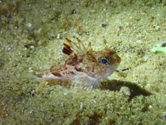 Maxillicosta scabriceps