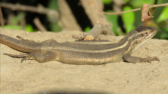 Liolaemus gravenhorstii