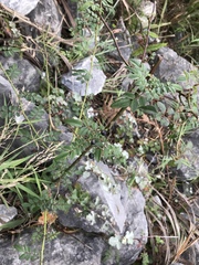Rosa pricei