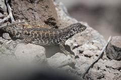 Liolaemus leopardinus