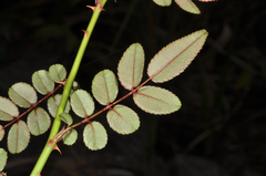 Rosa pricei