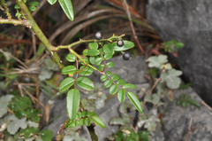 Rosa pricei