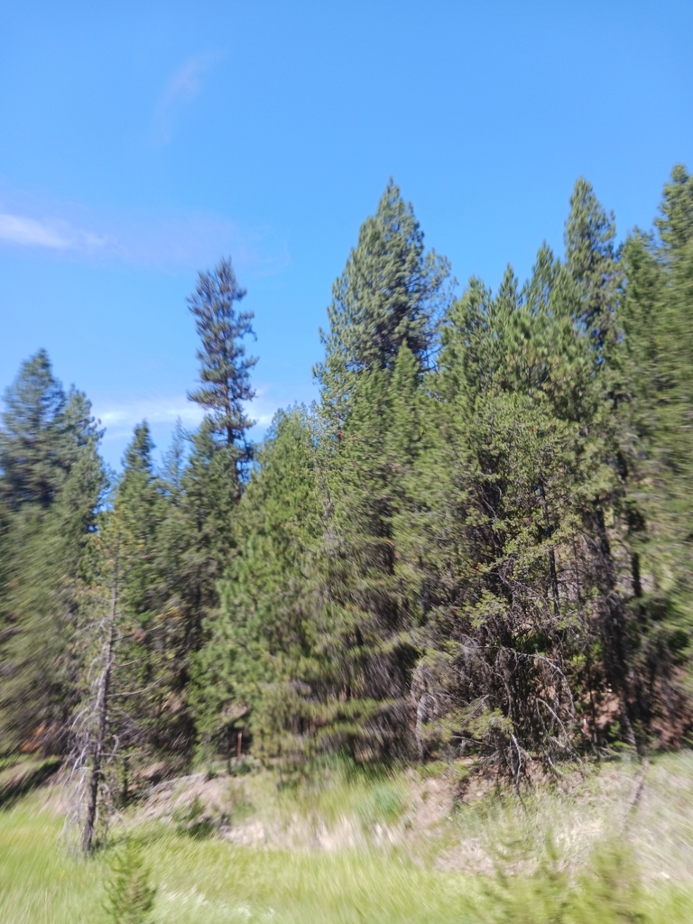 Interior Lodgepole Pine from Umatilla County, USOR, US on July 15, 2023 at 1126 AM by Sean