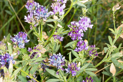 Medicago sativa