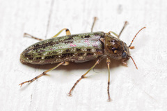 Chalcodrya variegata