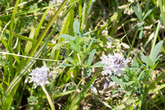 Medicago sativa sativa