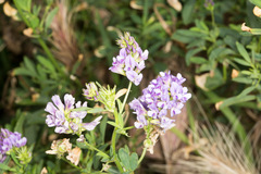 Medicago sativa sativa