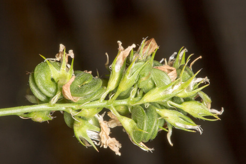 Medicago sativa