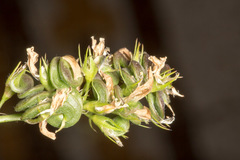 Medicago sativa sativa