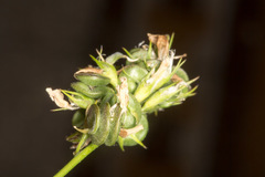 Medicago sativa sativa