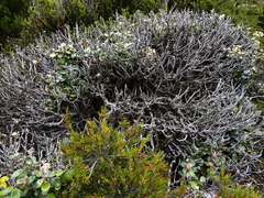 Brachyglottis bidwillii