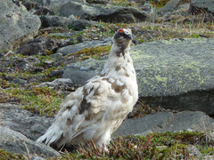 Lagopus muta hyperborea