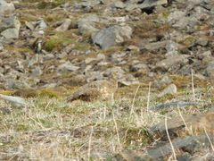 Lagopus muta hyperborea