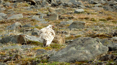 Lagopus muta hyperborea