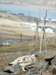 Lagopus muta hyperborea