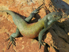 Shining Tree Iguana photo 2