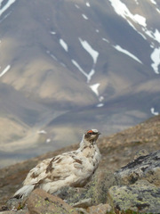 Lagopus muta hyperborea
