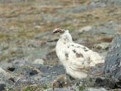 Lagopus muta hyperborea