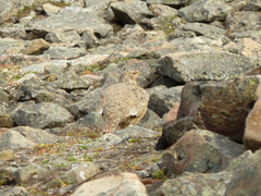 Lagopus muta hyperborea