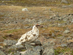 Lagopus muta hyperborea