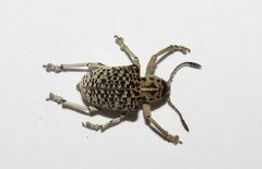 Cydianerus latruncularius