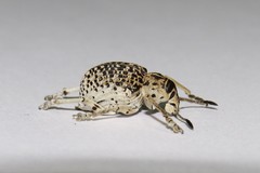 Cydianerus latruncularius