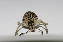 Cydianerus latruncularius