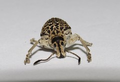 Cydianerus latruncularius