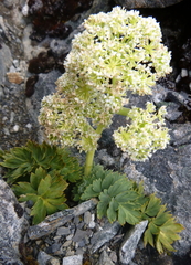 Anisotome pilifera