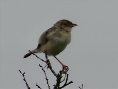 Croaking Cisticola photo 2