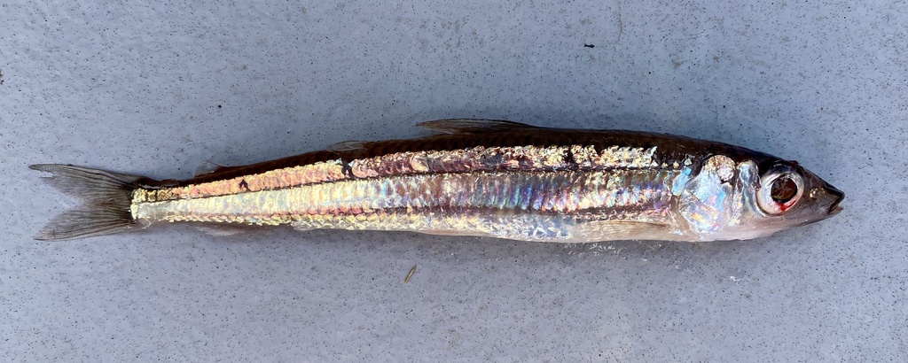 Kleine zilversmelt (Argentina sphyraena) — Argentinidae